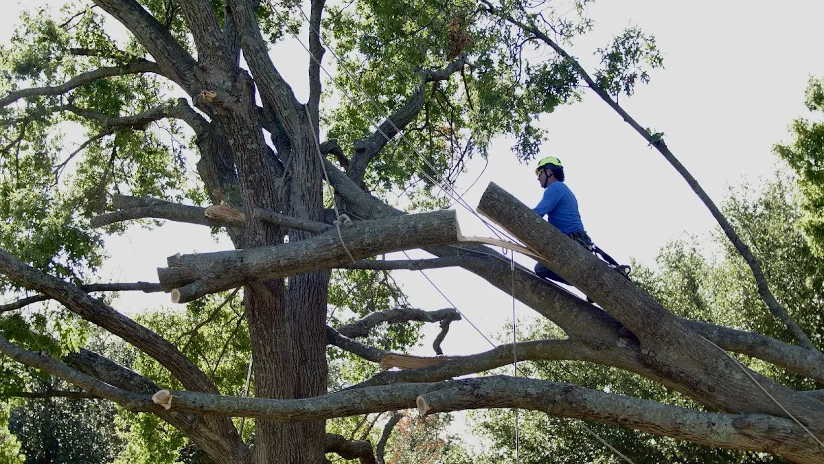 Professional Hazardous Tree Removal performed by certified arborists in Thatcher